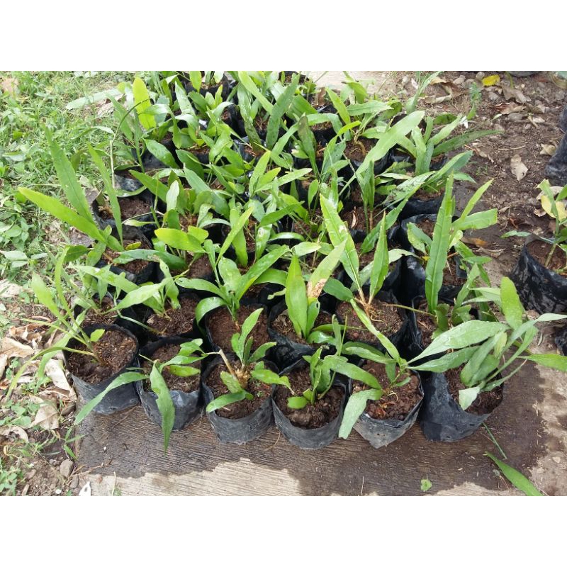 wijaya kusuma mini bunga putih