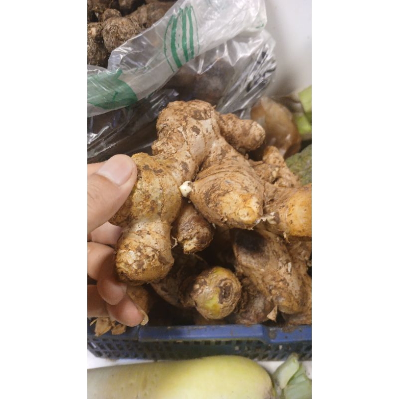 

jahe super jahe besar2 1kg