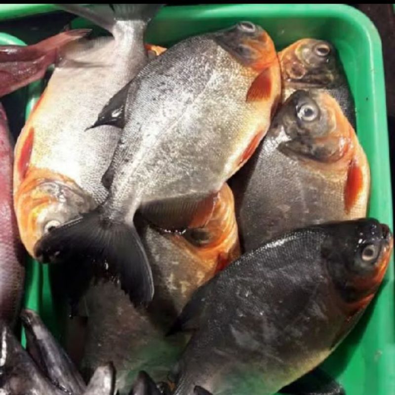 

Ikan Bawal Tawar 1kg