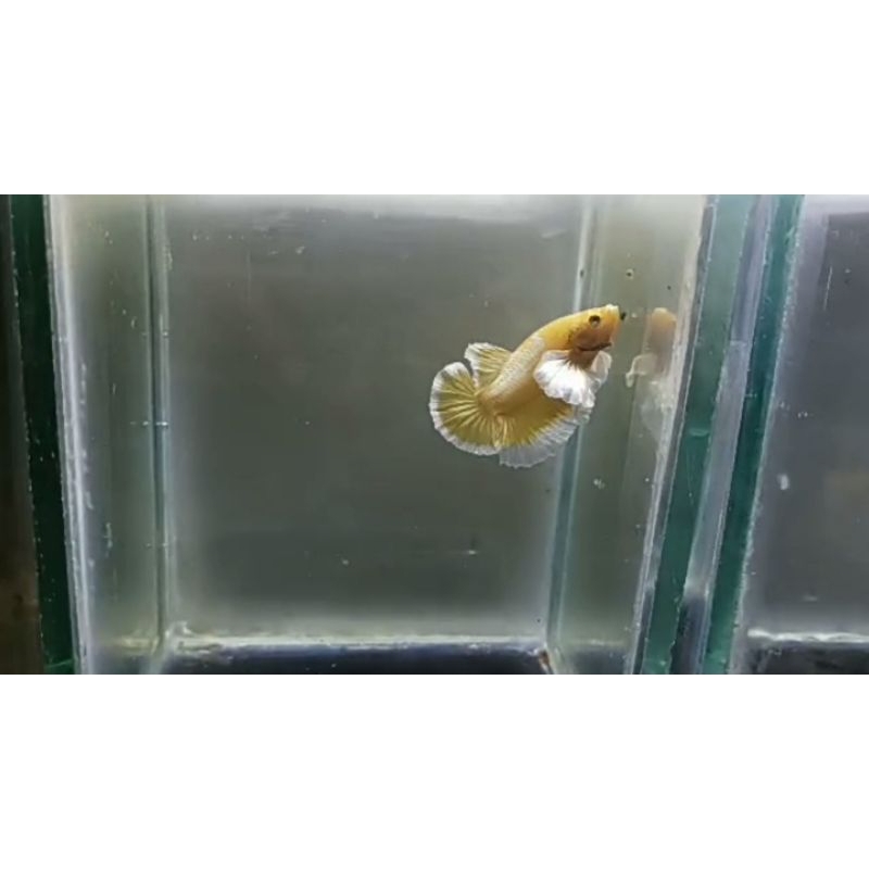 cupang Dumbo ear gold, kuwalitas export male dan female