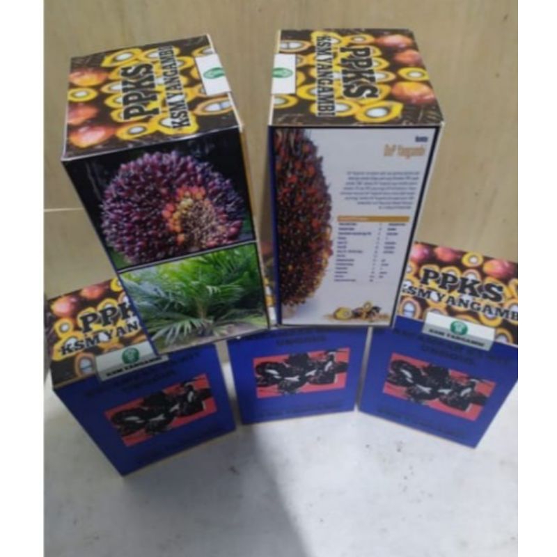 bibit sawit unggul ppks yangambi