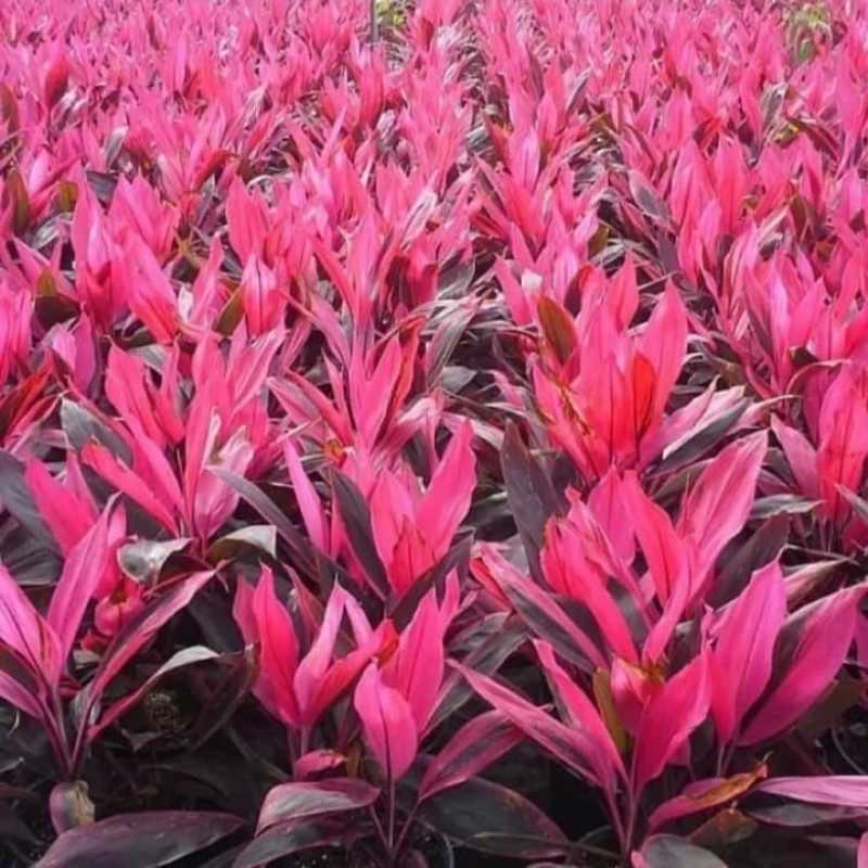 paket 10 bibit tanaman hias hanjuang