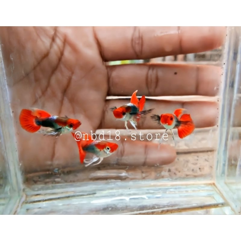 paking box styrofoam guppy toxedo koi ribbon