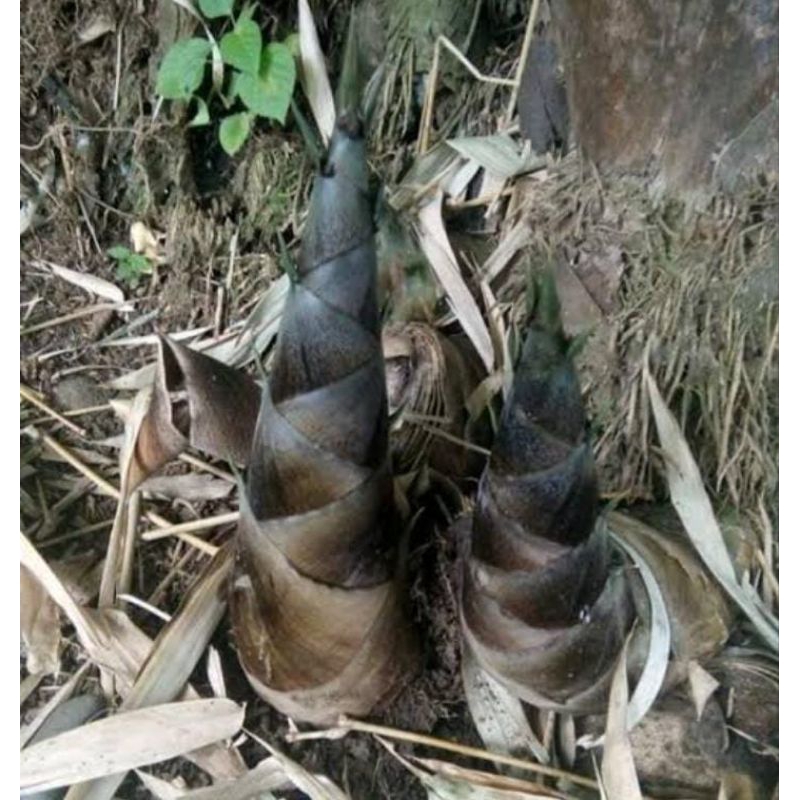 

Rebung Utuh Bambu Hitam Petung Segar 1 Kg Sayur Murah Fresh Obat Herbal Enak