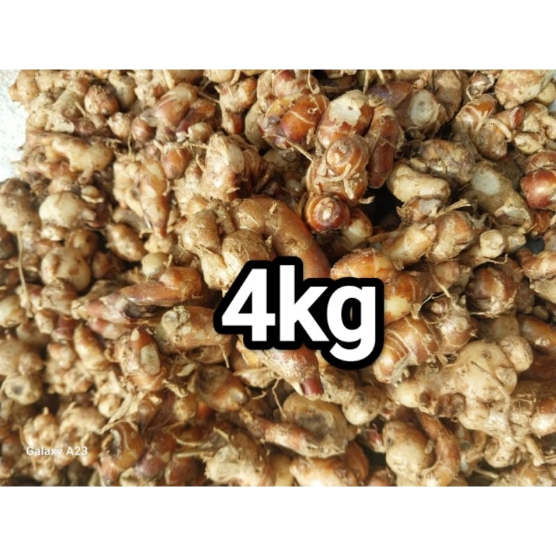 

4KG KENCUR SEGAR WANGI BERSIH PROMO MURAH