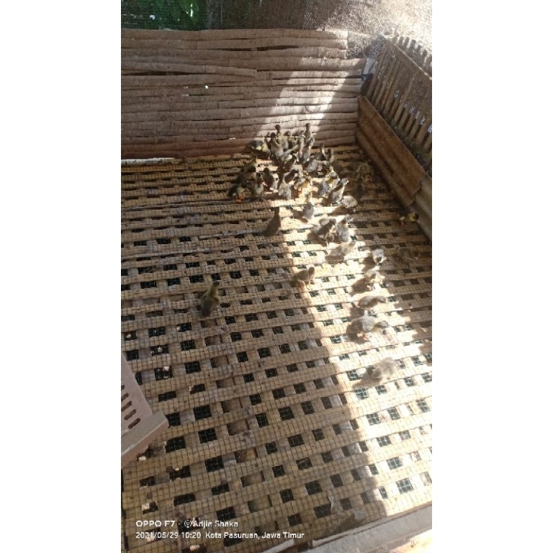 dod petelur mojosari