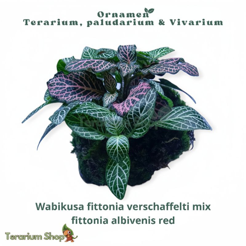 PROMO NEW PRODUK - Ornamen Terarium Paludarium & Vivarium Wabikusa fittonia verschaffelti mix fitton