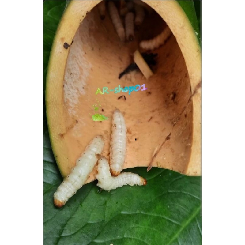 ulat bambu hidup | ulat bambu / cangcilung per 30biji