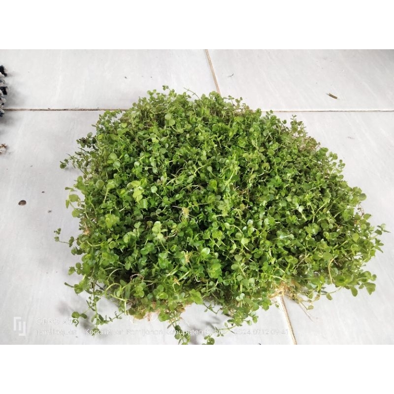 MonteCarlo Carpet -Tanaman aquascape