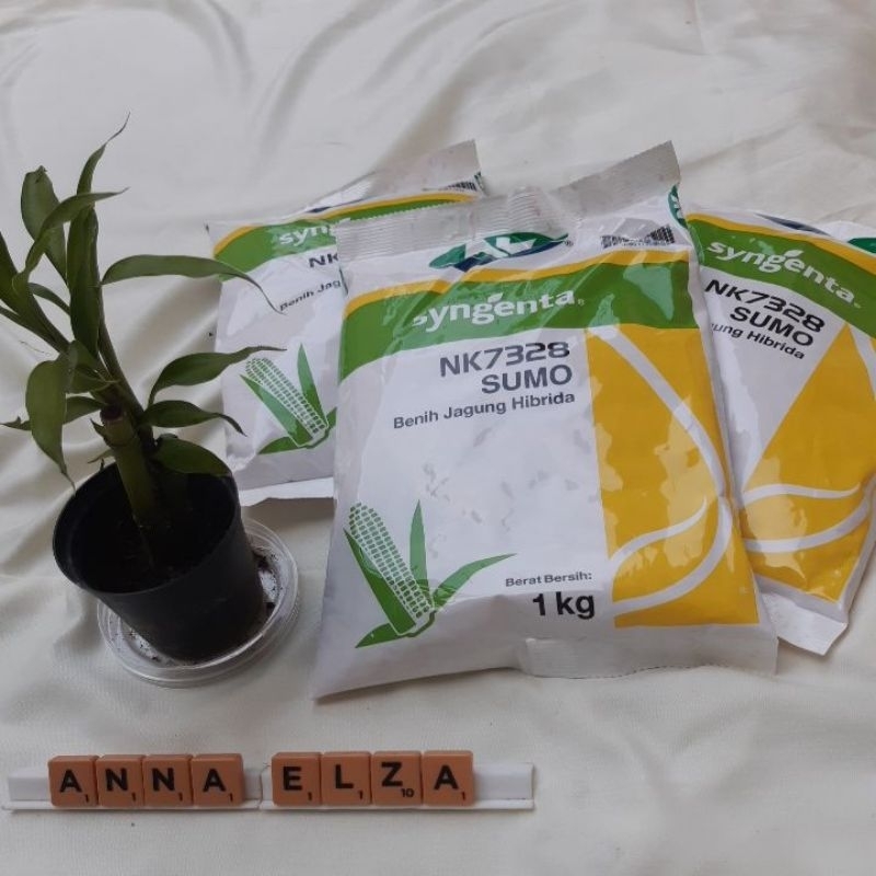 Benih jagung hibrida NK7328 Sumo
