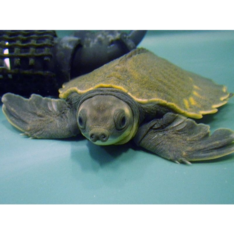 instrument anak air tawar torto monbi