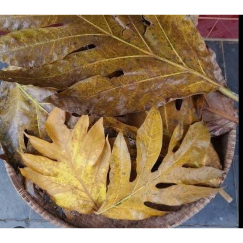 

Daun Tanaman Kering Herbal Buah Klewih 1 Kg Murah Tradisional