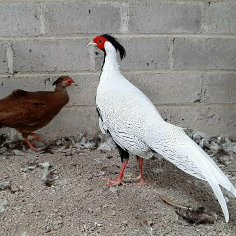 anak / anakan ayam hias silver pheasant dijual