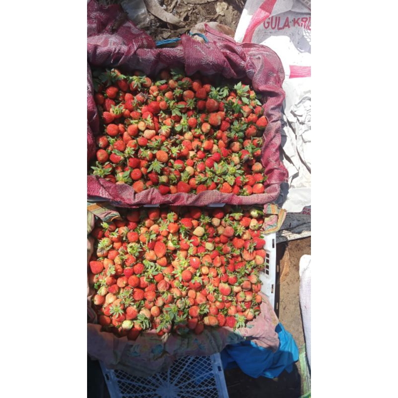 

strawbery fres&beku