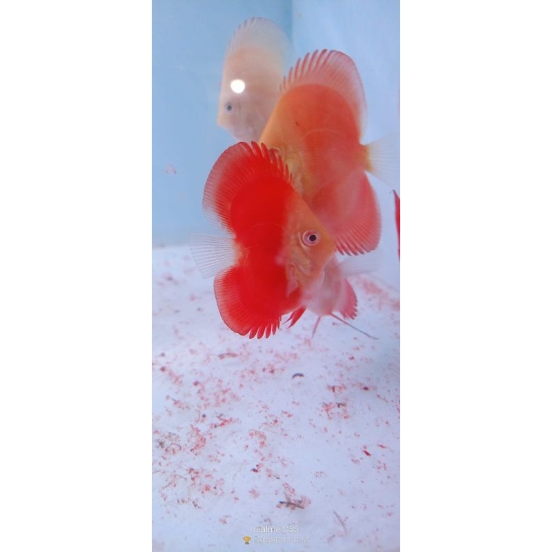 Aksesoris 2 Inc Discus Aquarium Red Melon HB