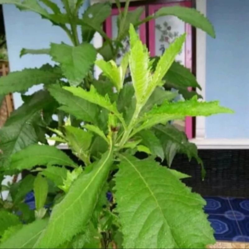 

daun semung segar