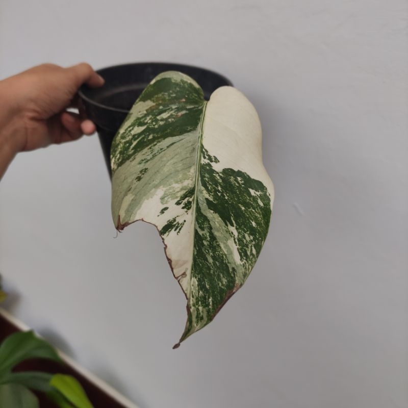 MONSTERA VARIEGATA HOLLAND EKONOMIS