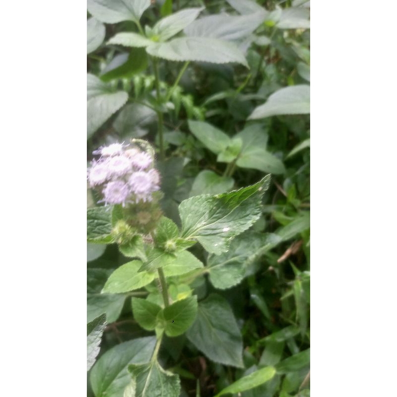 

bandotan herbal