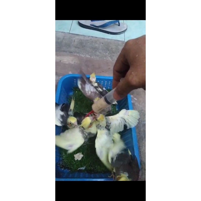 baby falk parkit austalia lolohan