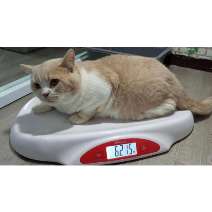 bsh import white cream