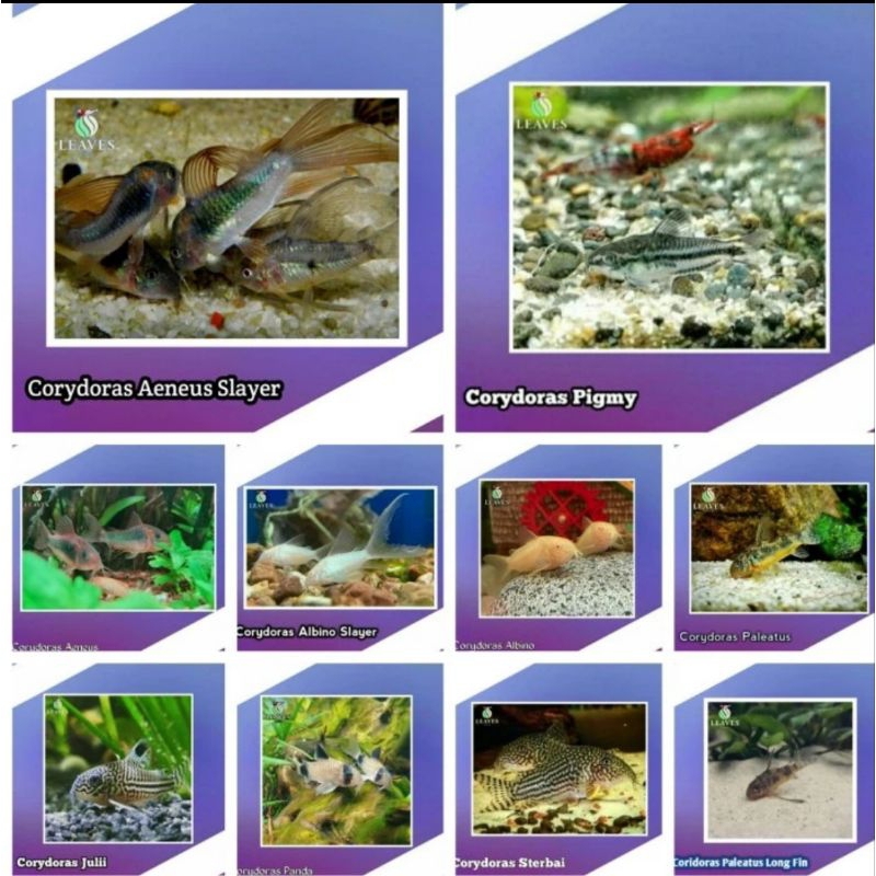 corydoras panda / corydoras sterbai / corydoras julii / corydoras paleatus / corydoras aeneus / cory