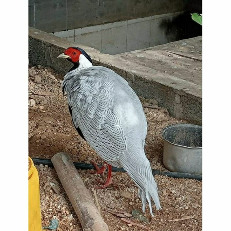 anak / anakan ayam hias silver pheasant ya dijual murah
