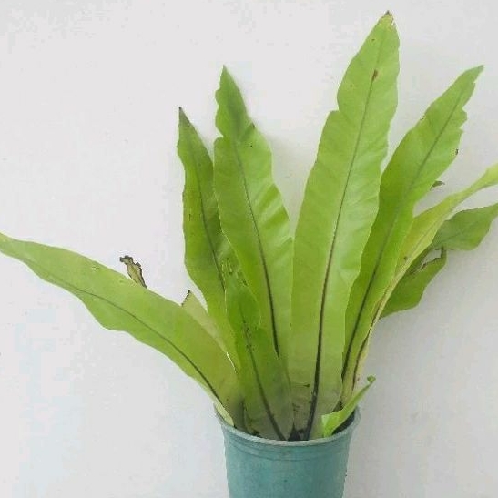 Tanaman Hias Pakis Kadaka