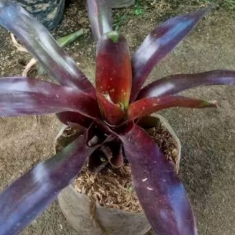 Bromelia merah besar/merah burgundi( bromelia neoregelia royal burgundi