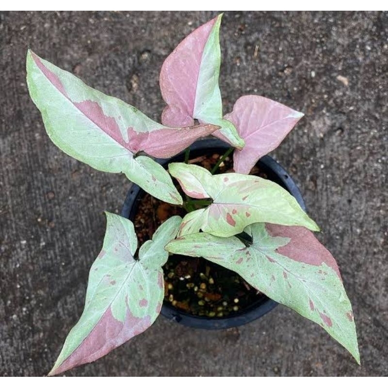 TANAMAN HIAS - SYNGONIUM STRAWBERRY MILK