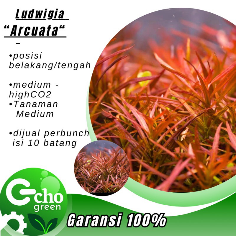 Ludwigia Arcuata - Tanaman Aquascape Aquarium -Tanaman Aquascape tanpa Co2