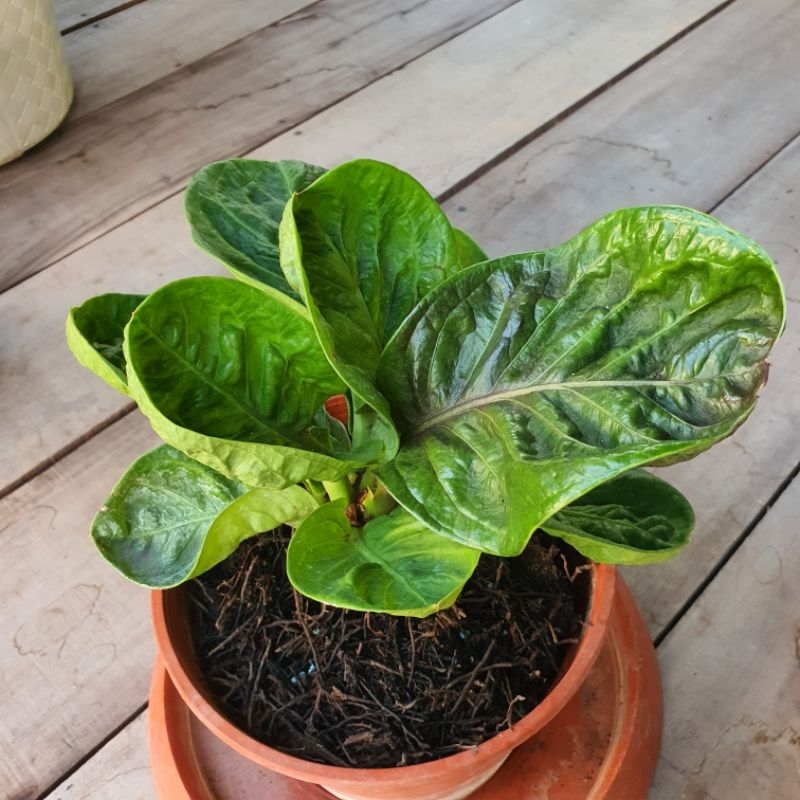 Anturium Jemani Mangkok Grandpa BH Broken Heart Anthurium Jenmanii Mk Grenpa