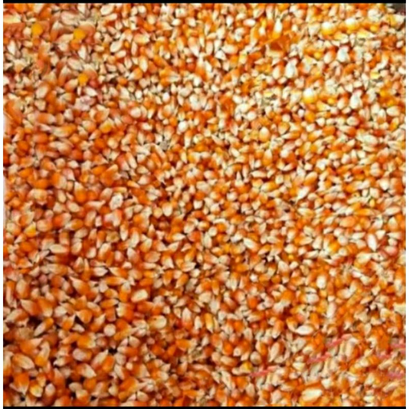 Jagung Besar Pakan Ayam Burung UNGGAS Bersih 25 Kg