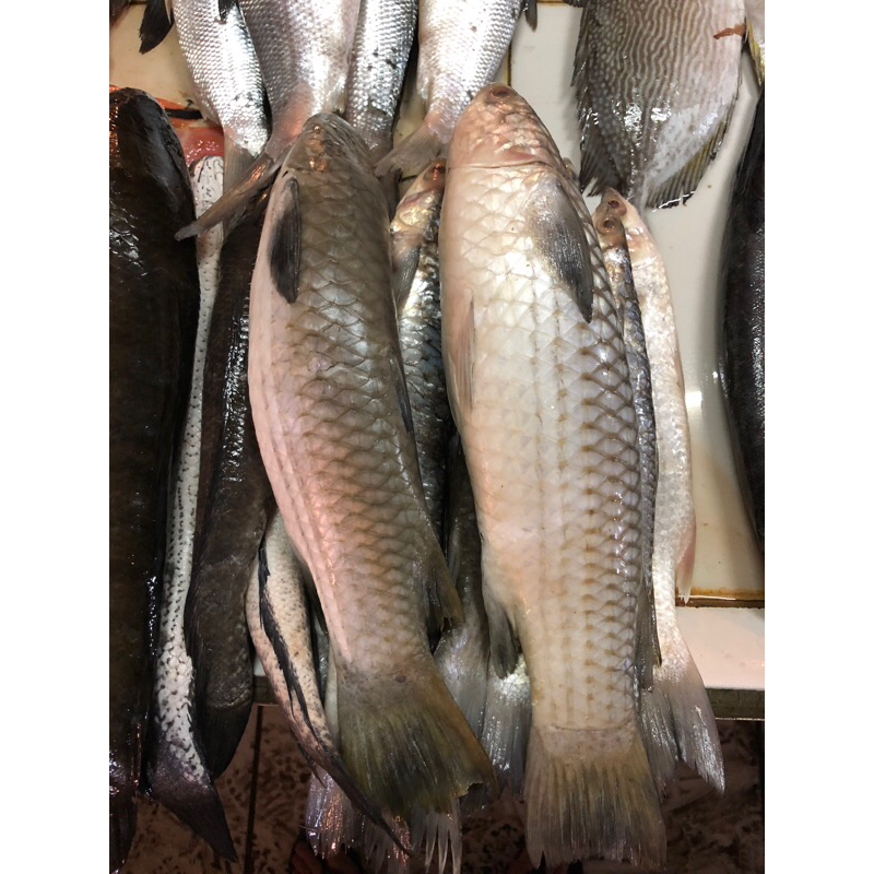 

IKAN BLANAK FRESH