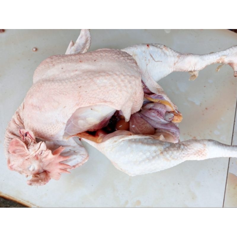 

Ayam Petelur Buras Putih Jumbo 4kg