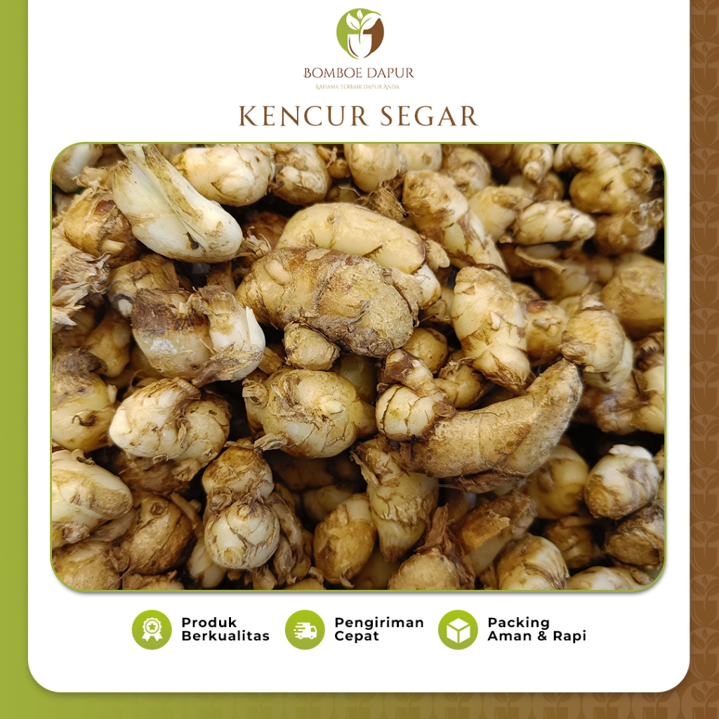 

Kencur Jawa 1kg Cikur Segar Wangi Harum Rempah Fresh Bersih