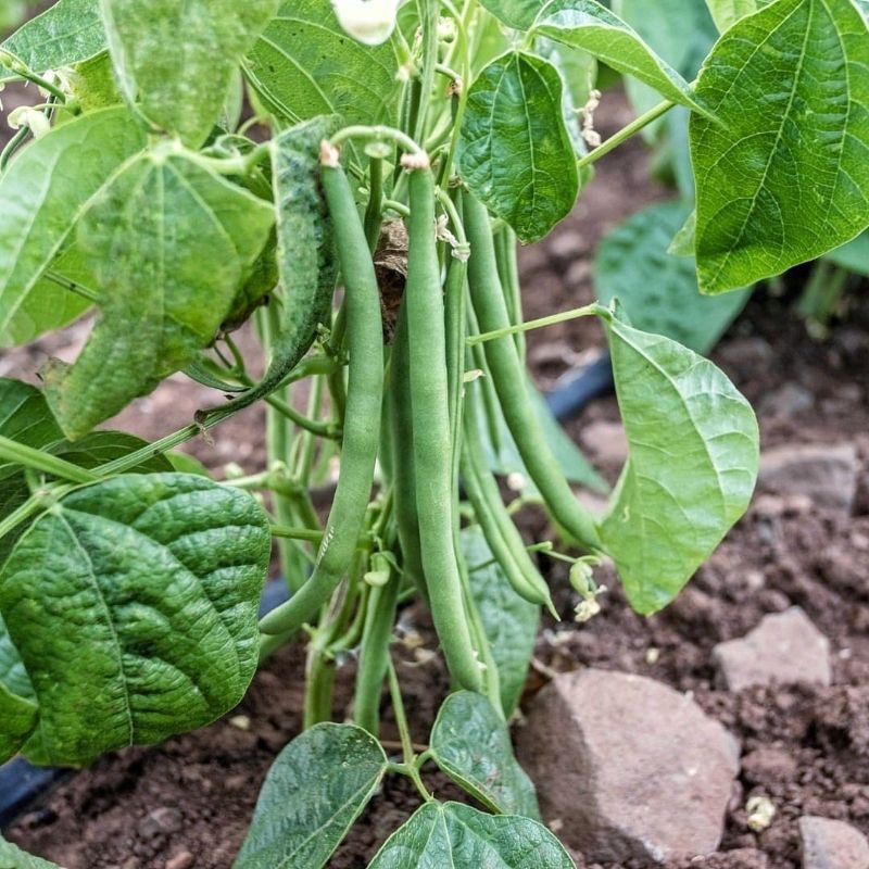 10 Biji Benih Buncis Tegak Bibit Buncis Perdu Tidak Merambat