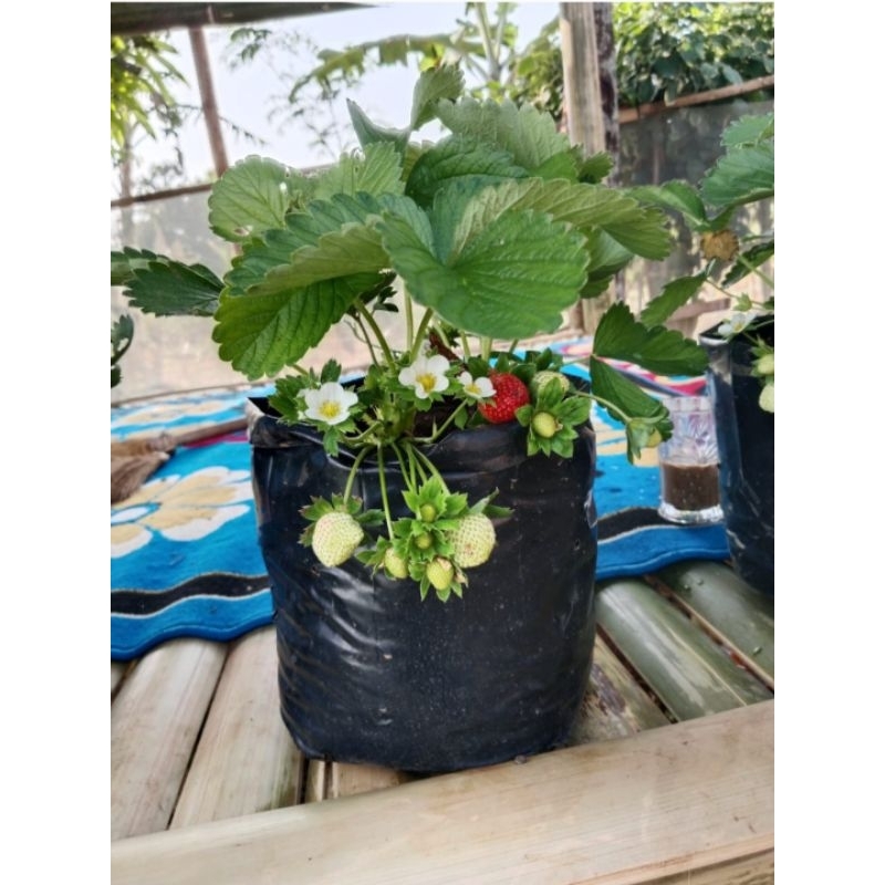 paket hemat 10 bibit strawberry sagahonoka siap berbuah