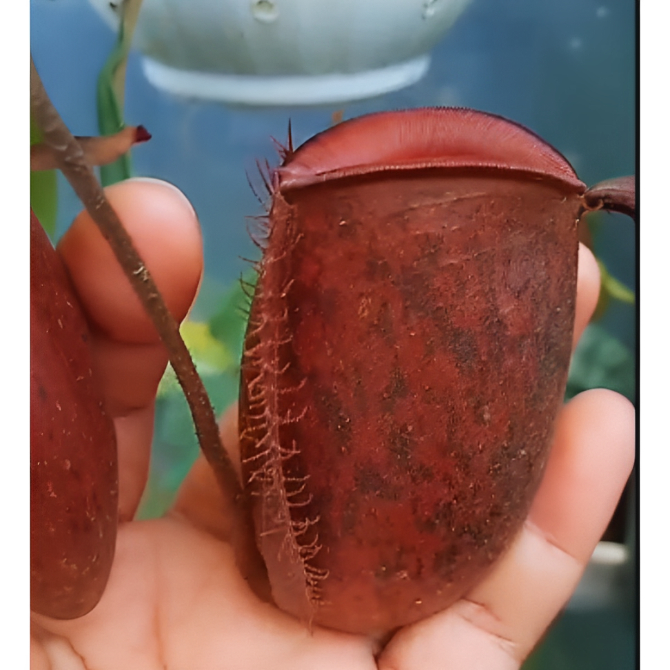 Nepenthes Ampullaria Tricolor Bibir Merah Kantong Semar Tanaman Carnivora