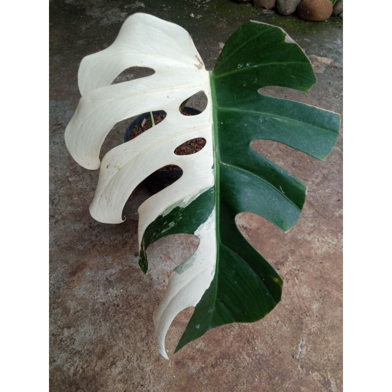 montera king deliciosa