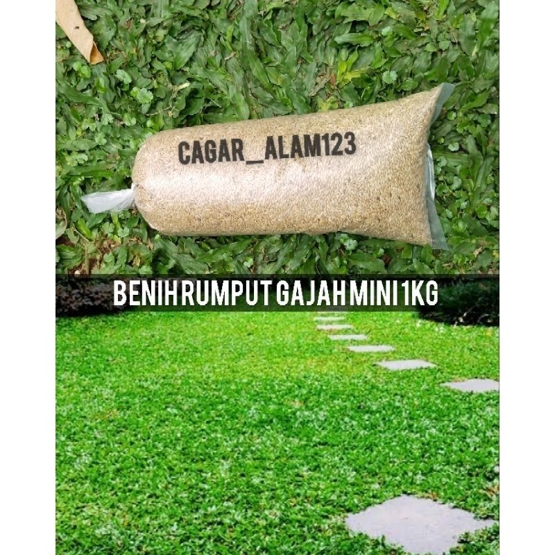 benih rumput gajah mini 1kg terlaris bibit rumput gajah mini