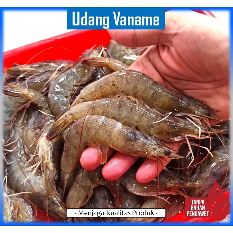 

Udang Vaname Fresh | Ukuran 25-75 Ekor/kg