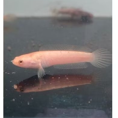 LIMBATA GOLDEN WHITE STRIPE (non COD)