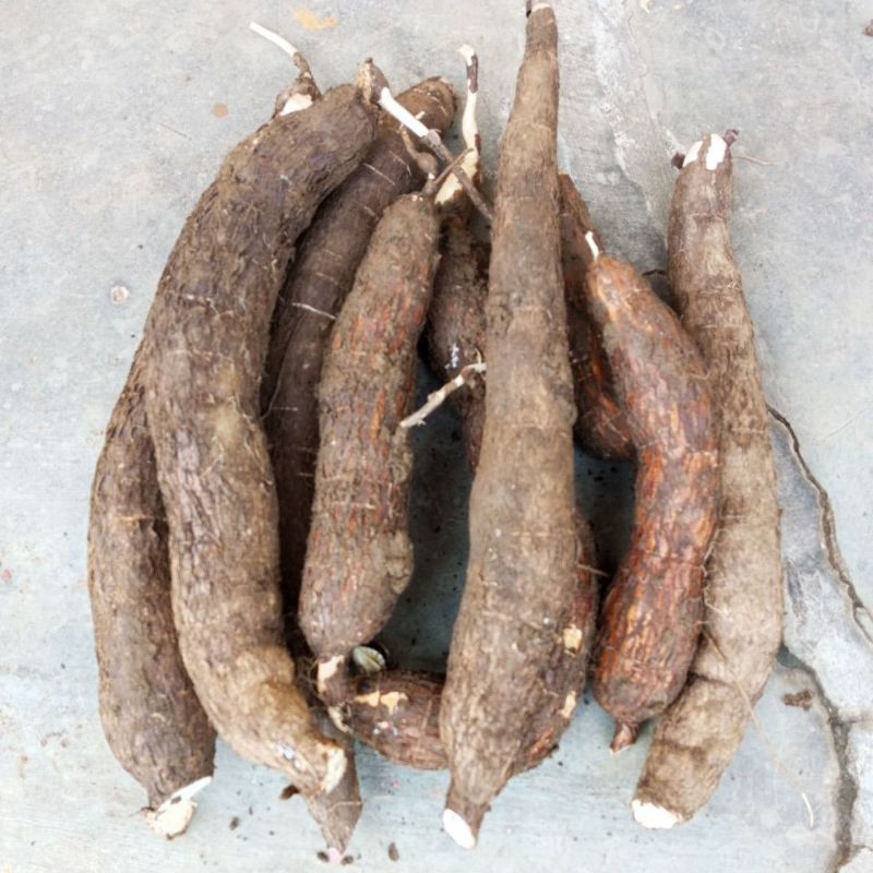 

Singkong Super Empuk 3 Kg