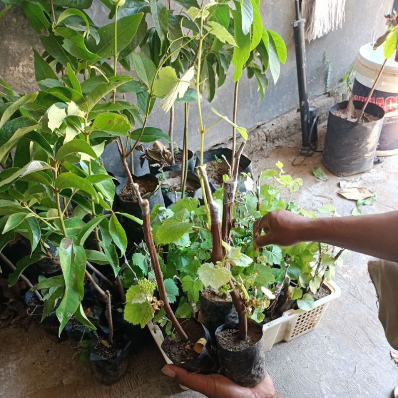 Bibit Anggur berbunga