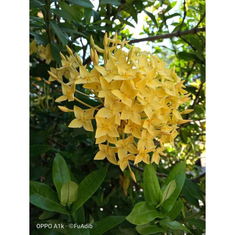 bunga asoka kuning bunga asoka jepang kuning