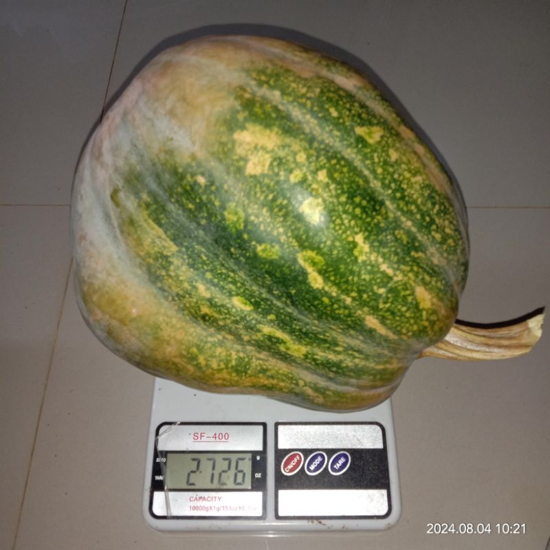 

[PO] {Jadwal Cek Stok Ke Kebun Setiap Hari Minggu} Buah Labu Kuning Ukuran Sedang