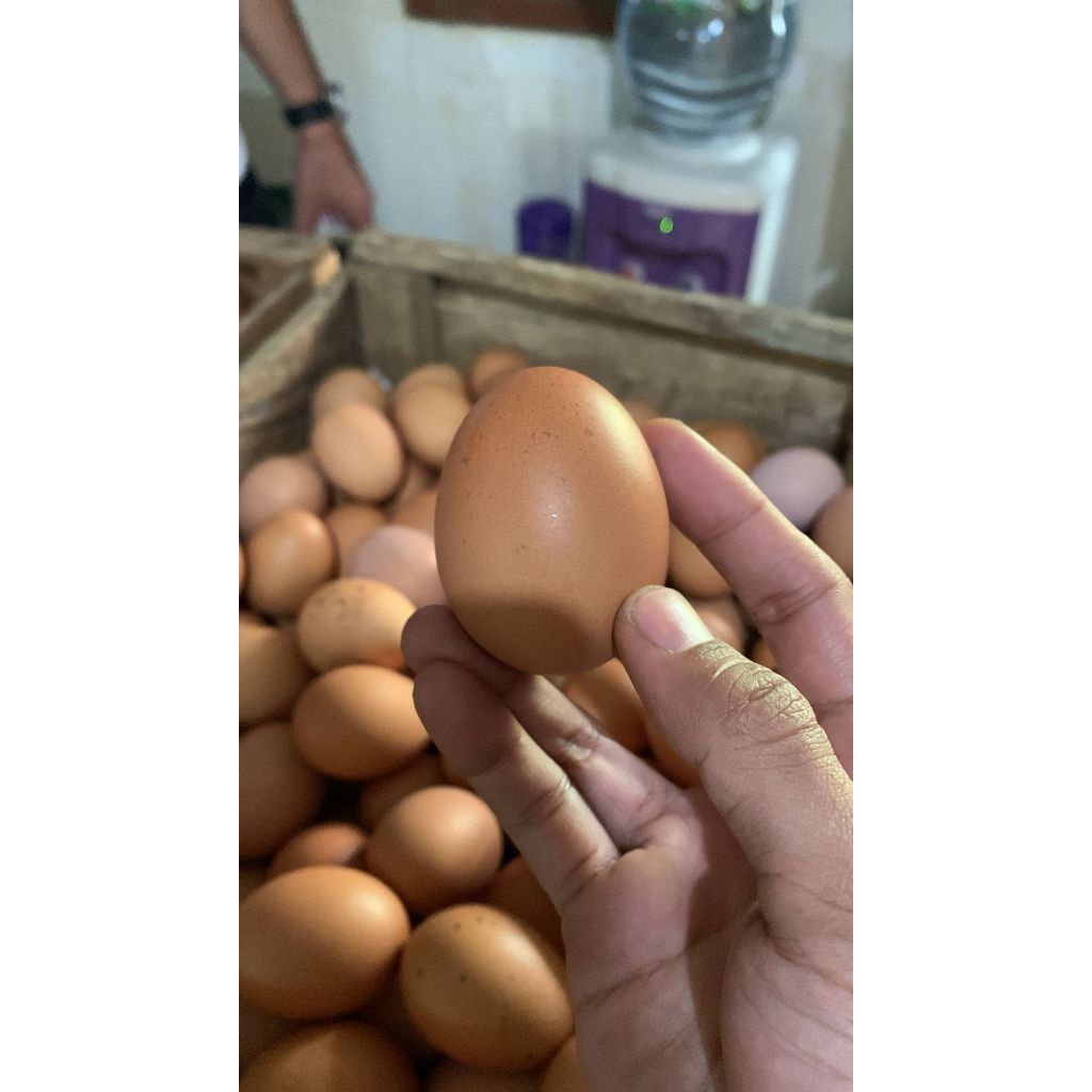 

Telur Ayam 1kg (isi 16-17Butir) GradeAA