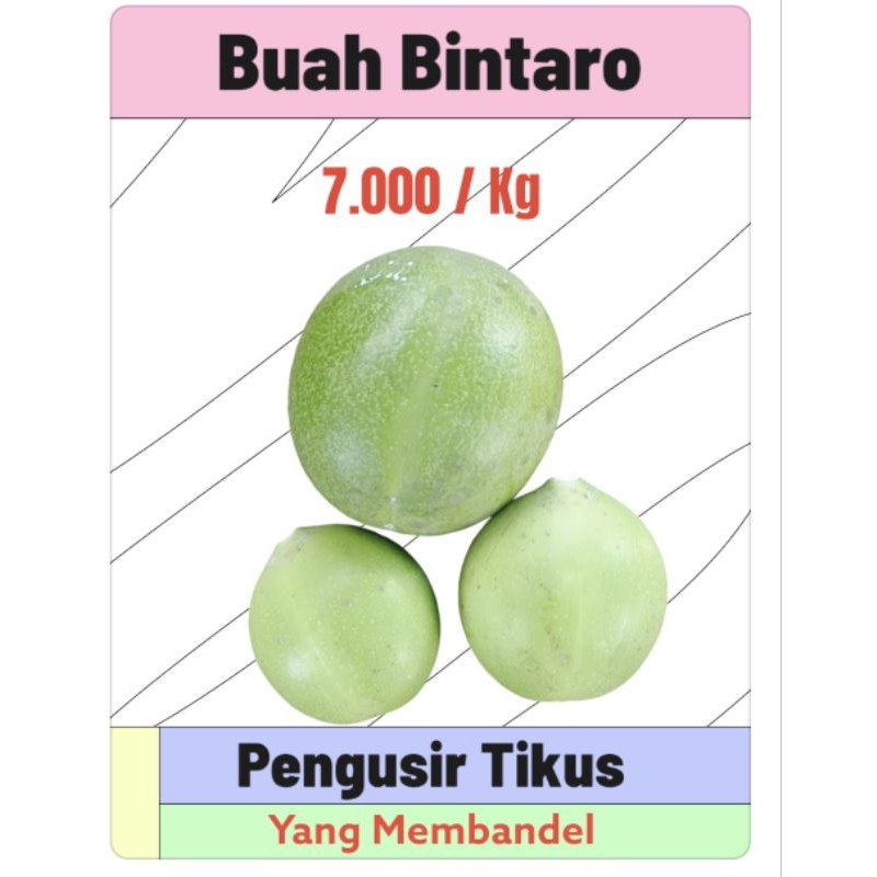 

buah bintaro pengusir tikus