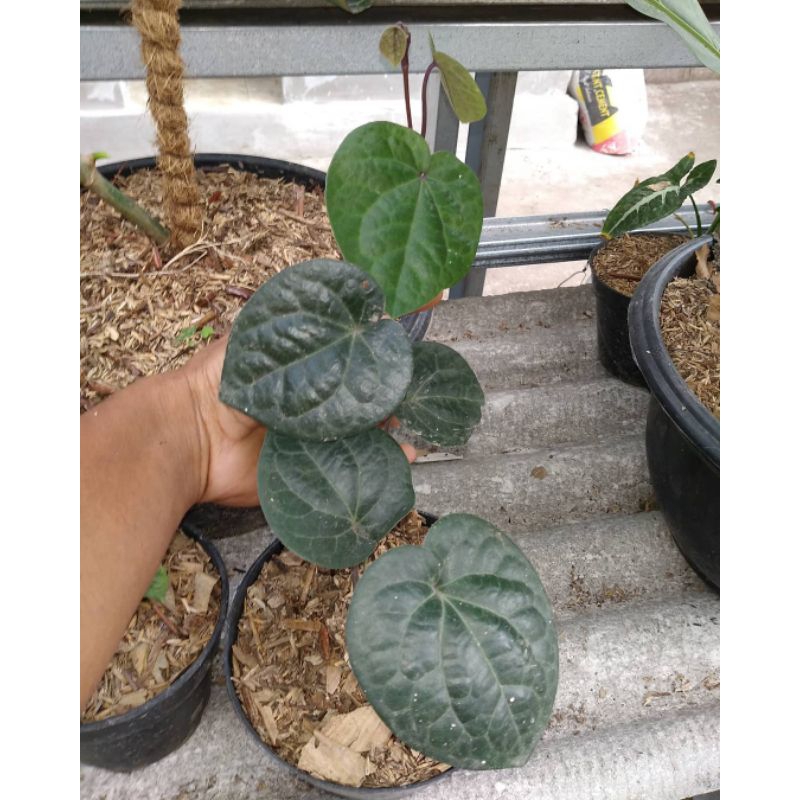 Sirih Hitam / Bibit Tanaman herbal sirih hitam