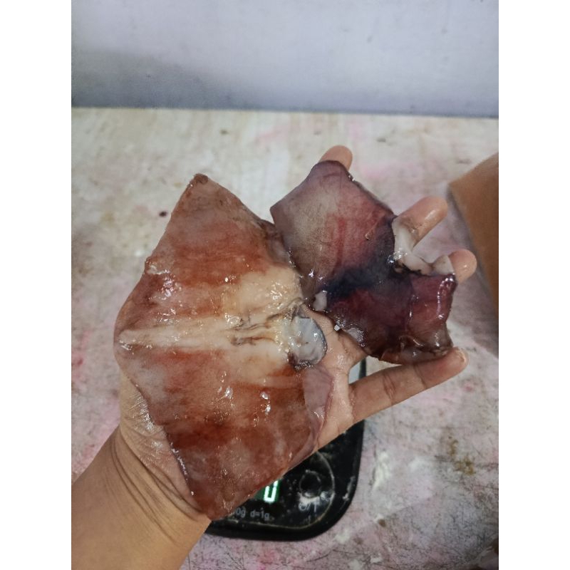 

Sayap Cumi Jumbo